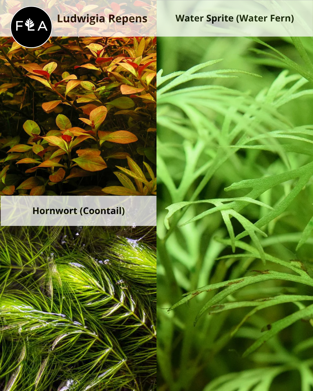 BUY 2 GET 1 FREE 3 Easy Beginner Plants (Pack of 3 Species) – Florida  Aquascaping