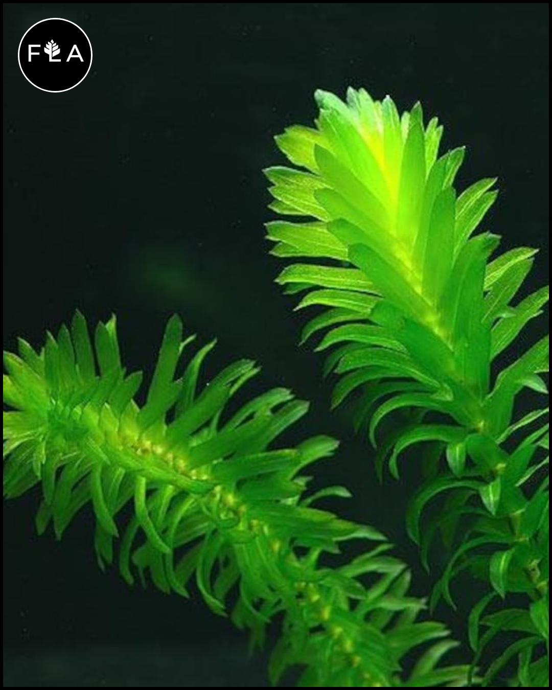 magnetic plant holders 4 Inch Magnetic Plant Holder – Firehouse Geckos main image 1