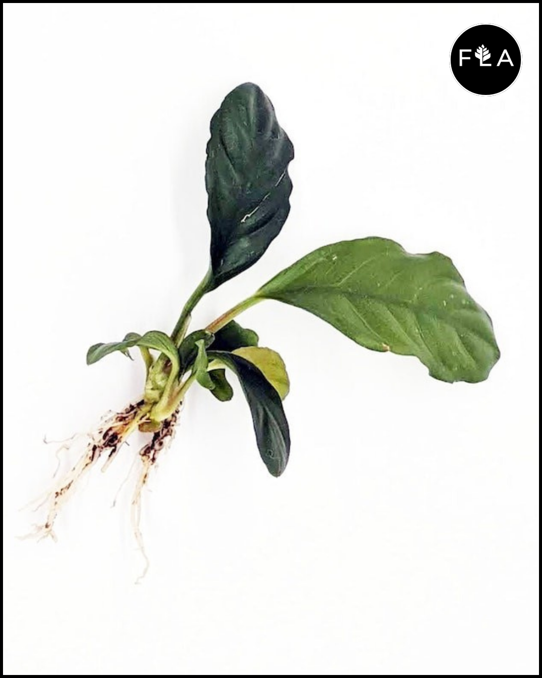 anubias barteri aquarium plant BUY 2 GET 1 FREE Anubias Barteri 'Coffeefolia' – Florida Aquascaping