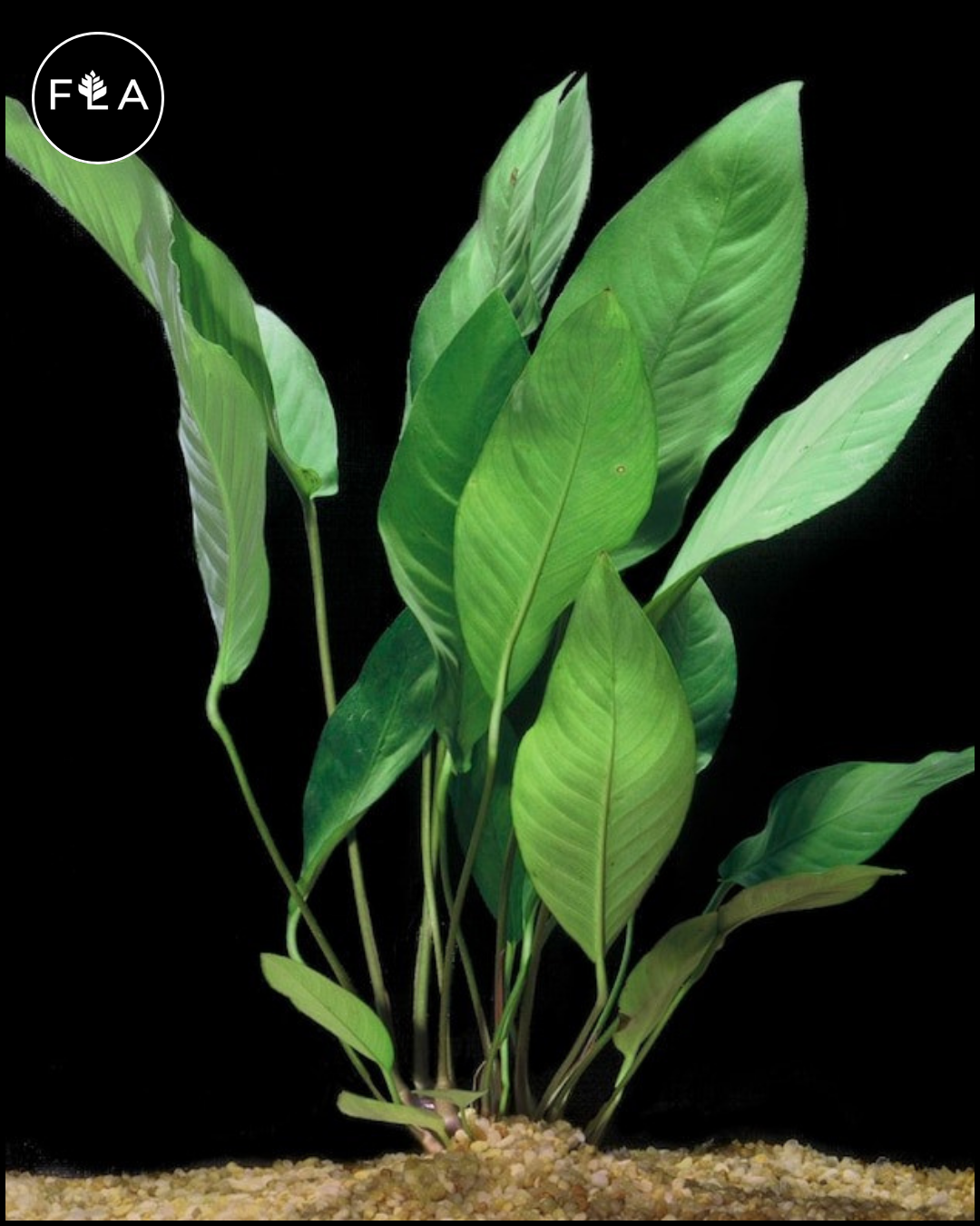 BUY 2 GET 1 FREE Anubias Frazeri (Large) – Florida Aquascaping