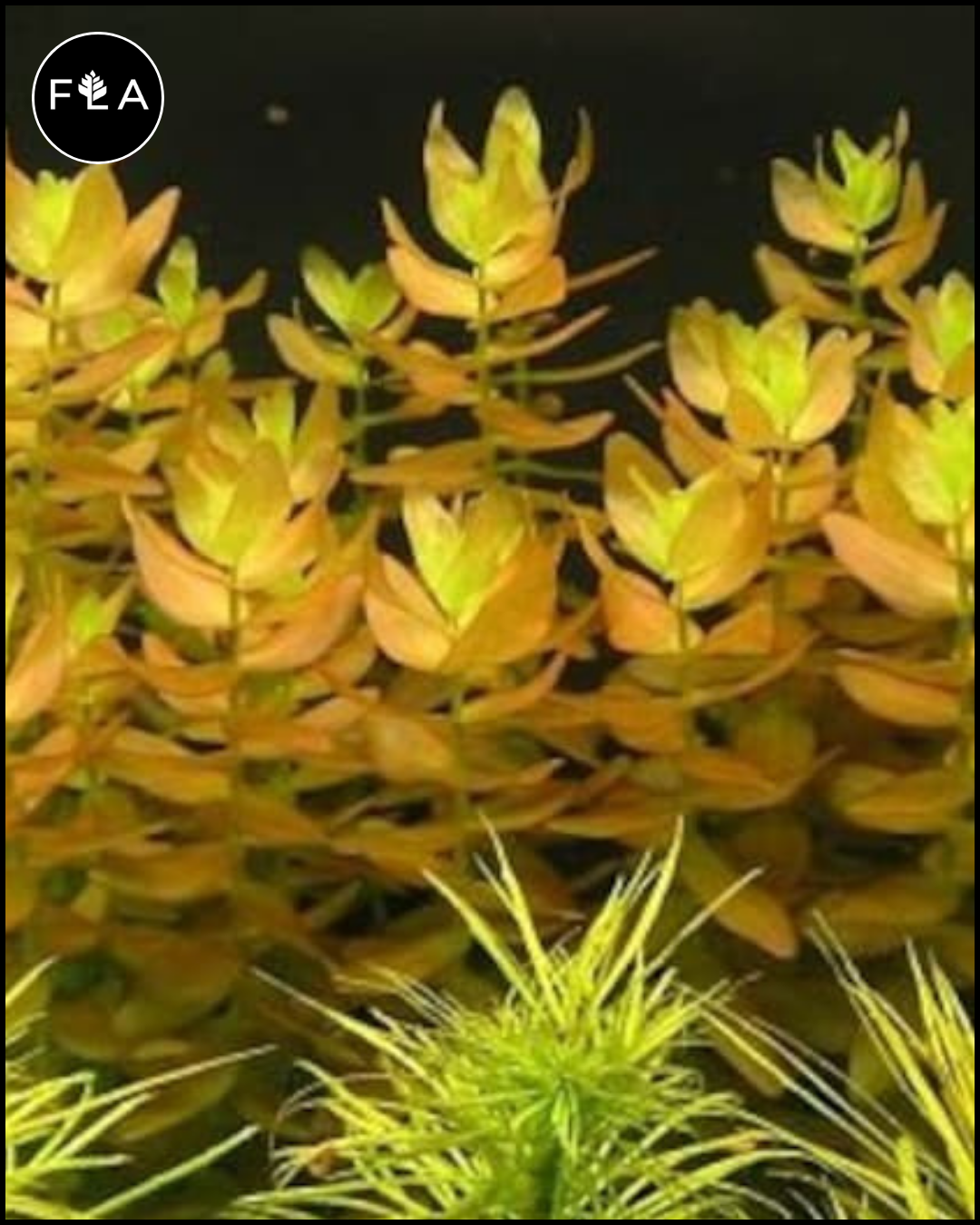 BUY 2 GET 1 FREE Bacopa caroliniana (Lemon bacopa) – Florida Aquascaping