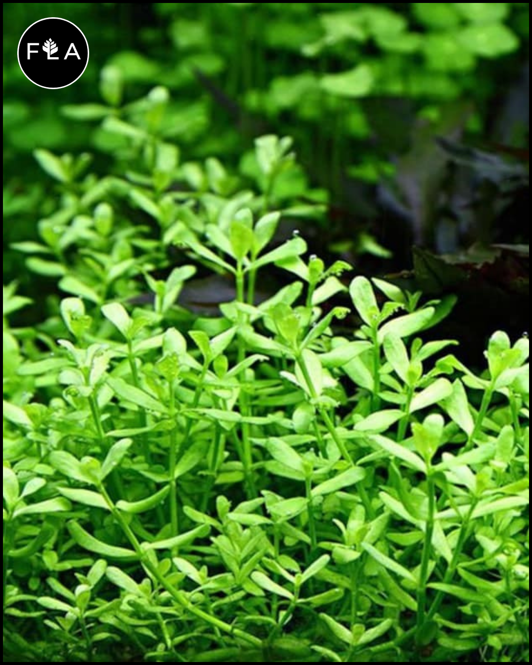 BUY 2 GET 1 FREE Bacopa monnieri (Moneywort) – Florida Aquascaping
