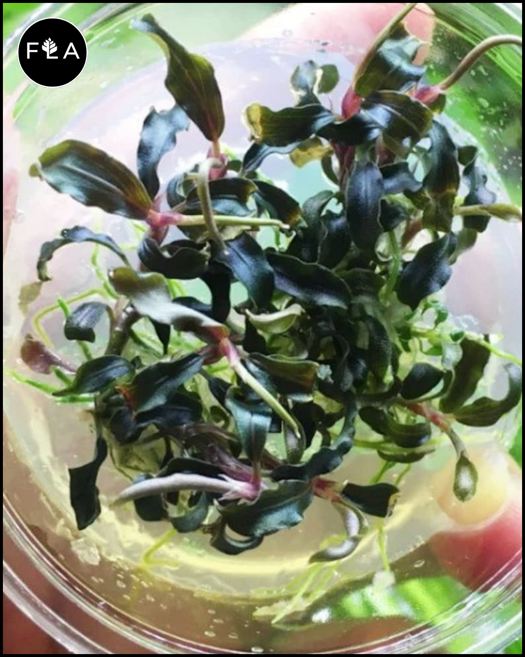 水草 BUCEPHALANDRA sp. Kedukul Bucephalandra Kedagang Round Mini Tissue Culture for Aquascaping