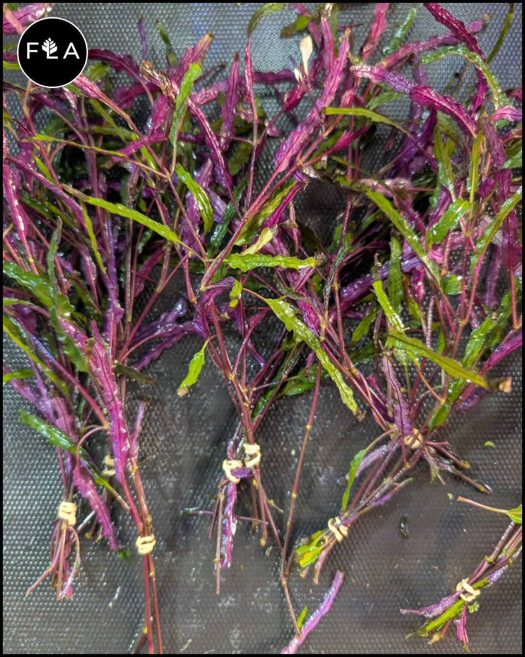 BUY 2 GET 1 FREE Dragon's Tongue (Flame) – Florida Aquascaping