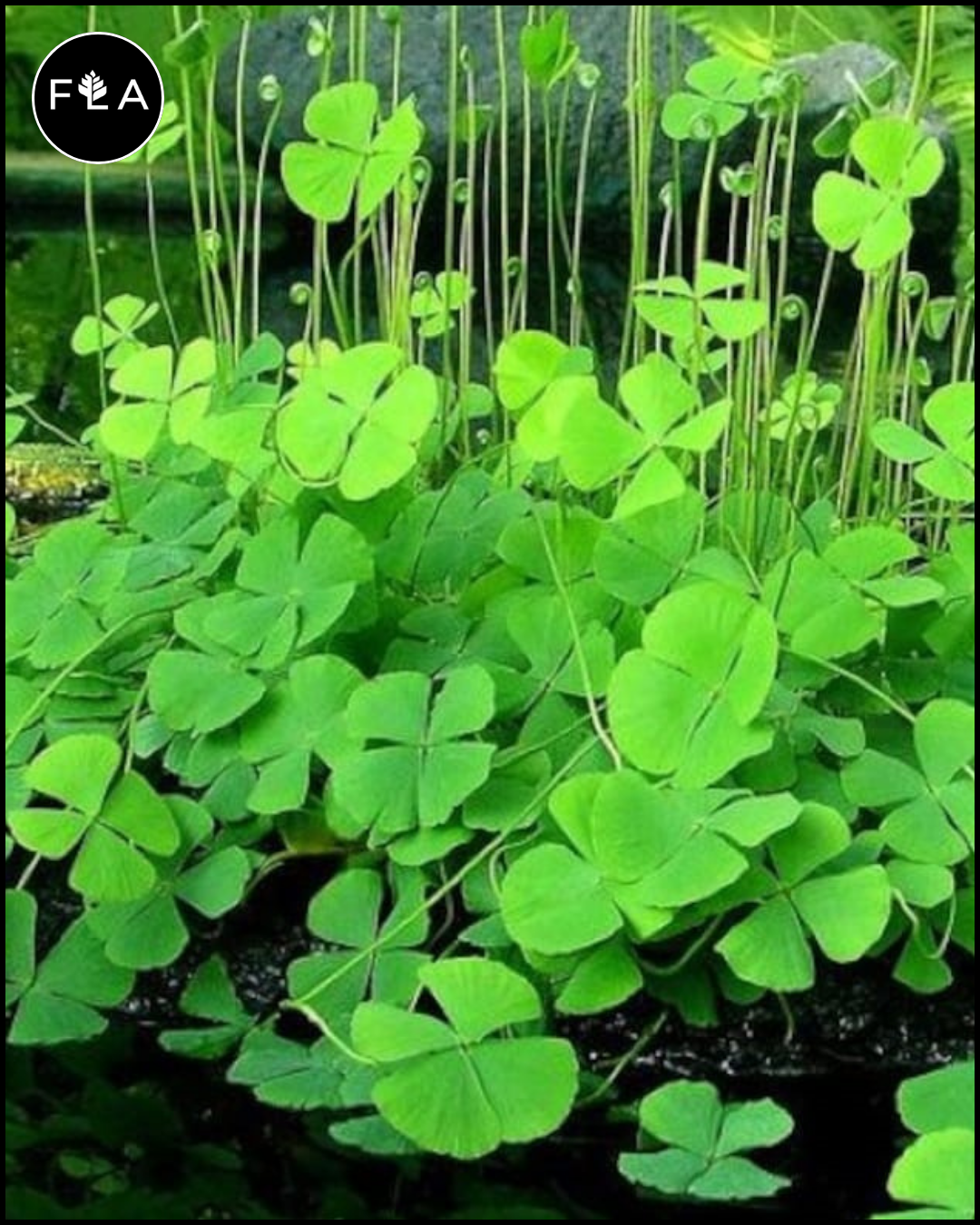 BUY 2 GET 1 FREE Dwarf 4 Leaf Water Clover (Marsilea Crenata) – Florida  Aquascaping