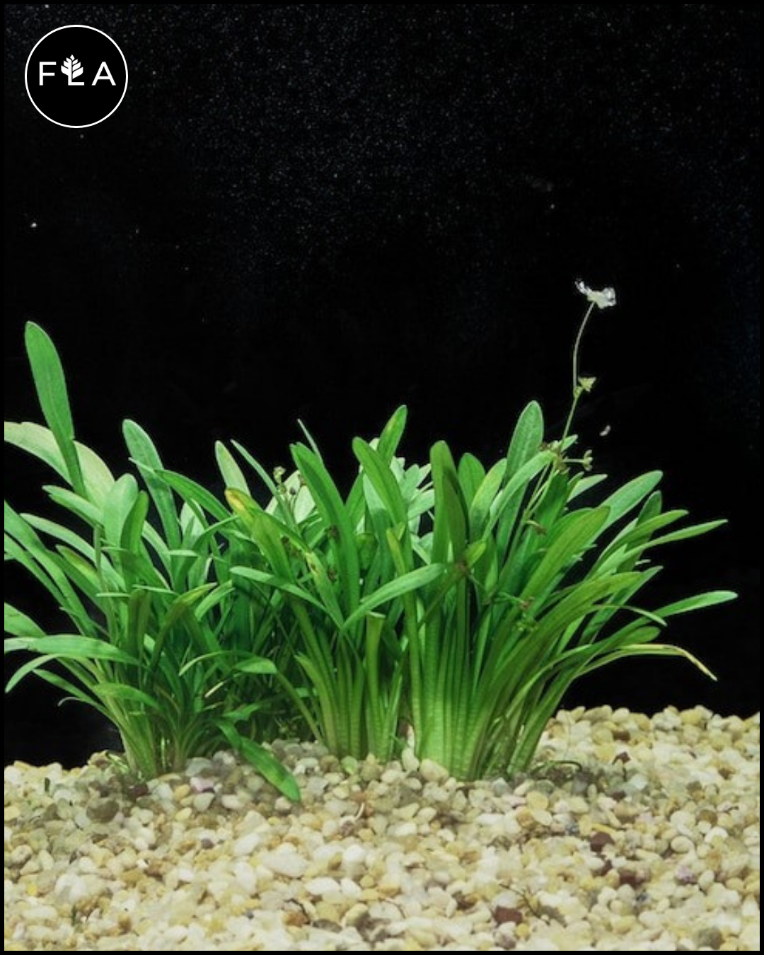 BUY 2 GET 1 FREE Dwarf Sagittaria (Sagittaria subulata) – Florida  Aquascaping