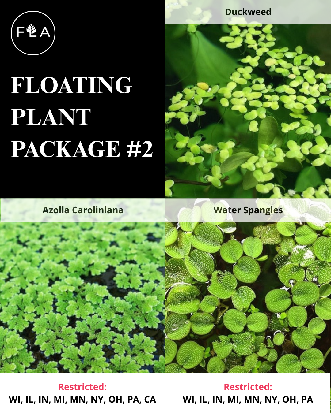 BUY 2 GET 1 FREE Duckweed, Azolla, Spangles