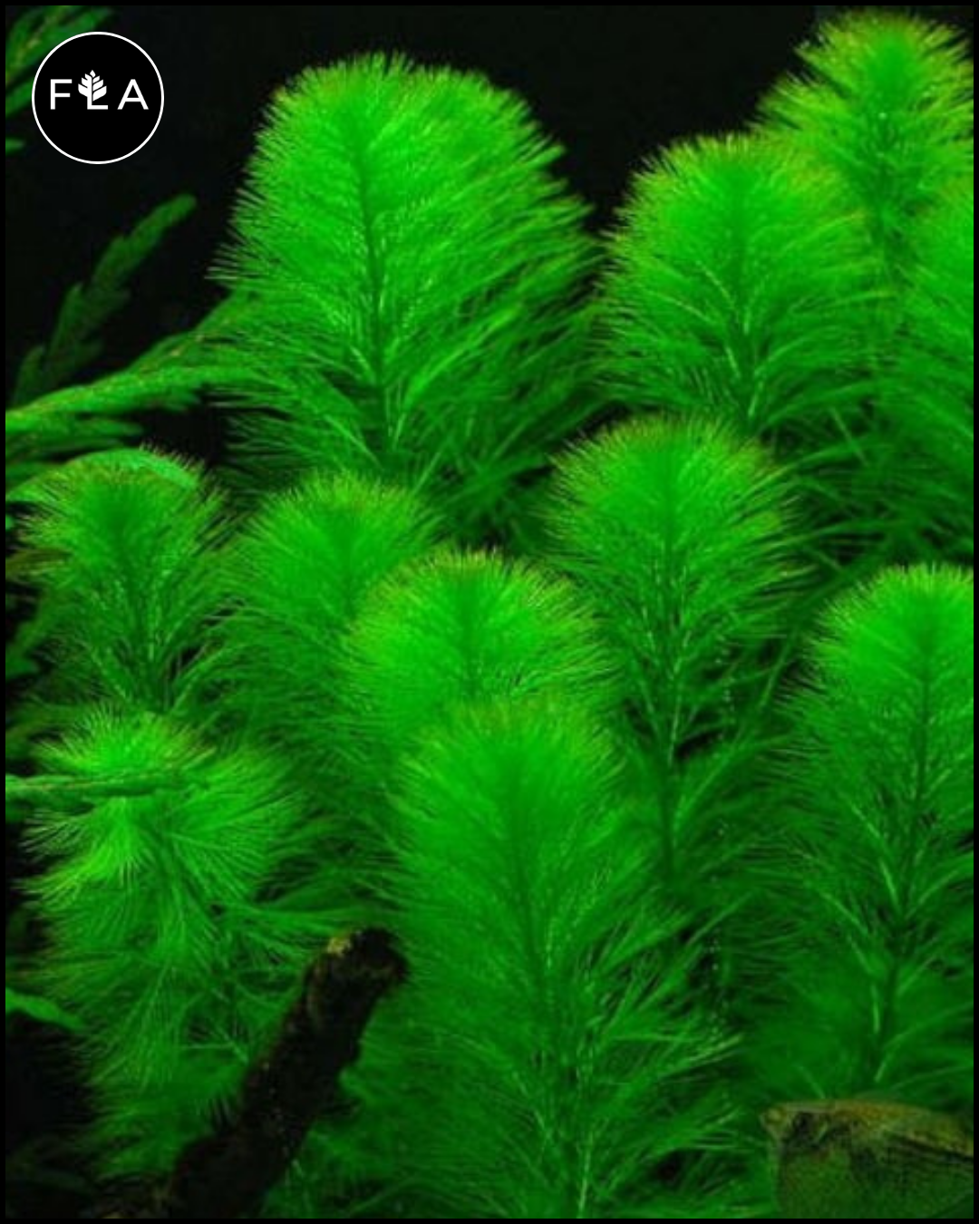 BUY 2 GET 1 FREE Green Foxtail (Myriophyllum pinnatum)