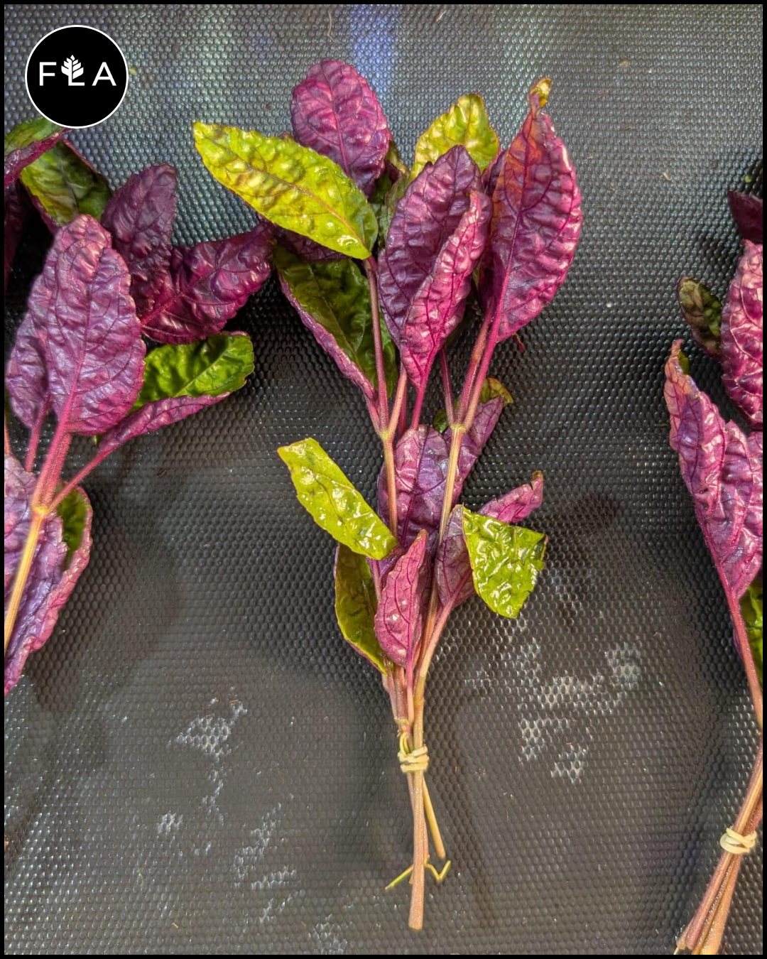 purple waffle house plant BUY 2 GET 1 FREE Purple Waffle (Hemigraphis alternata) – Florida Aquascaping