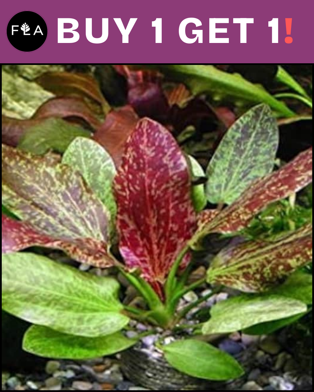 BUY 1 GET 1 FREE Red Flame Sword (Echinodorus) – Florida Aquascaping