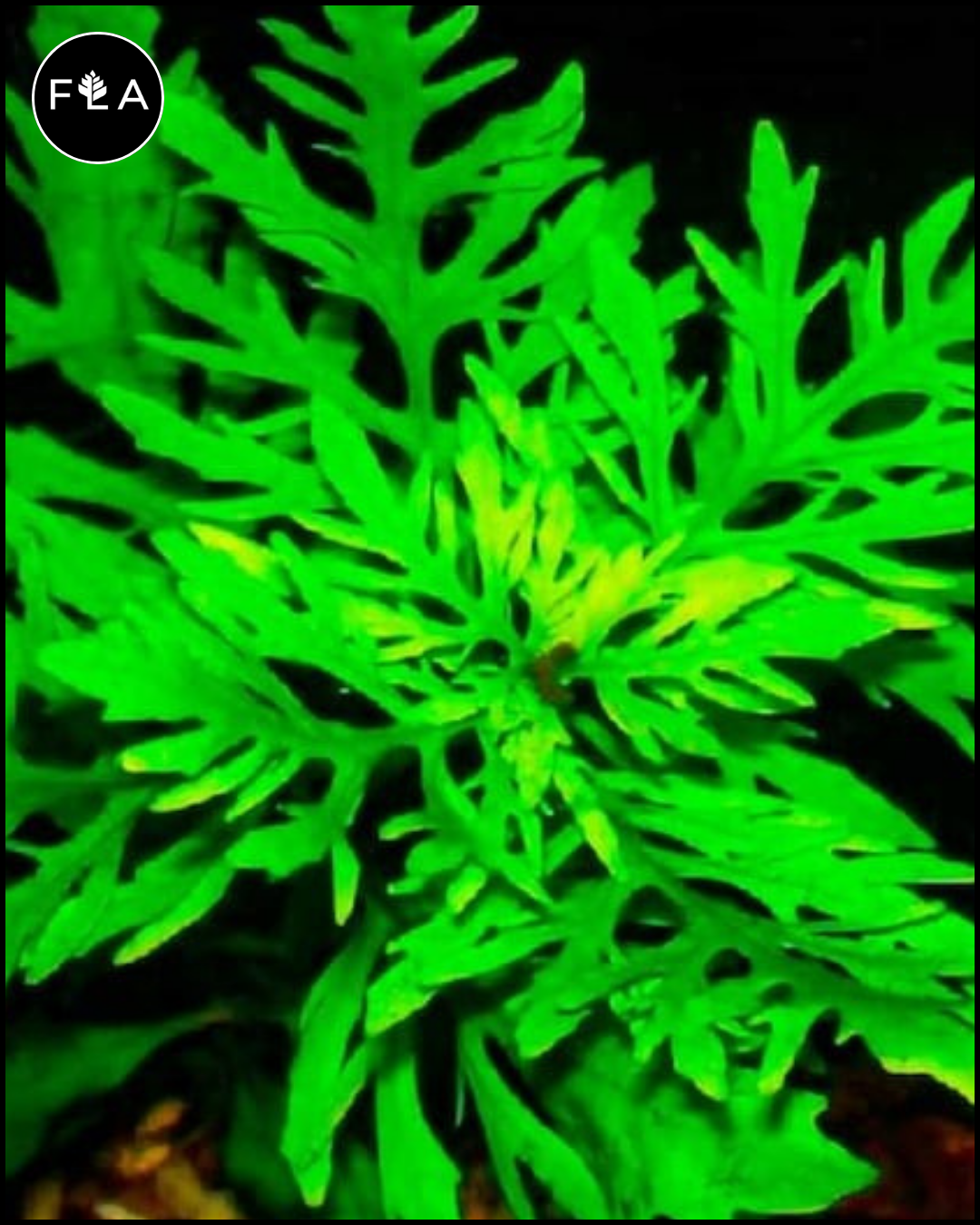 BUY 2 GET 1 FREE Water Wisteria (Hygrophila difformis)
