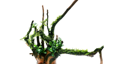 Plant Spotlight_ Anubias Coffeefolia