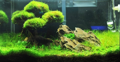 Plant Spotlight_ Christmas Moss