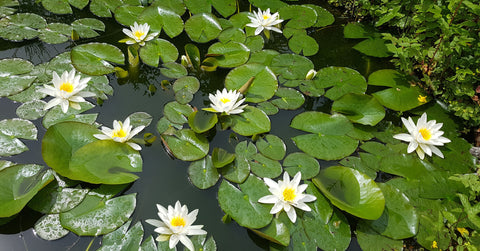 Plant Spotlight_ Lily Alba