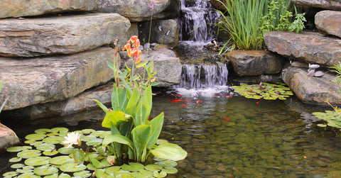 Growing Marginal Plants