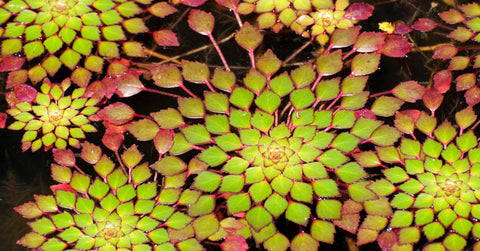 Plant Spotlight_ Mosaic Plant