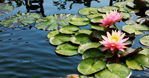 Growing Tropical Water Lilies