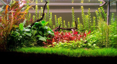BUY 2 GET 1 FREE Scarlet Temple (Alternanthera Reineckii)-Easy Live Aquarium Pond Aquatic Plant