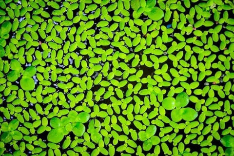 Duckweed, Azolla, Spangles - 3 Plants Pack - Easy Live Aquarium Pond Aquatic Plant