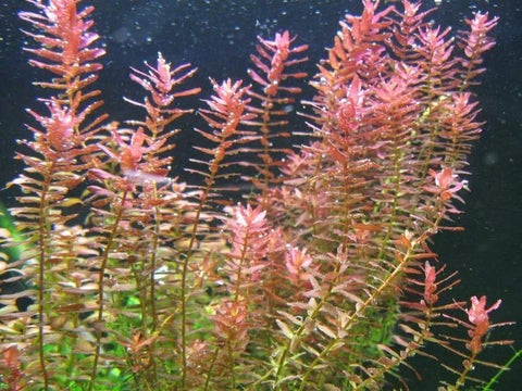 BUY 2 GET 1 FREE Rotala Indica-Easy Live Aquarium Pond Aquatic Plant