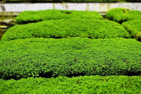 BUY 2 GET 1 FREE Plants on Mats! Dwarf Baby Tears (Hemianthus Callitrichoides) on Weighted Mat-Easy Live Aquarium Pond Aquatic Plant