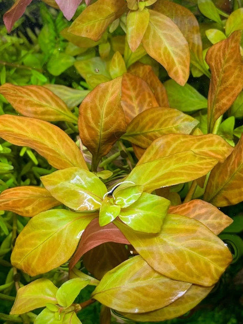 BUY 2 GET 1 FREE Ludwigia Ovalis-Easy Live Aquarium Pond Aquatic Plant