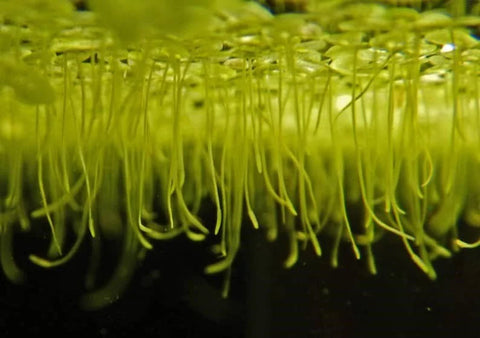 Duckweed, Azolla, Spangles - 3 Plants Pack - Easy Live Aquarium Pond Aquatic Plant