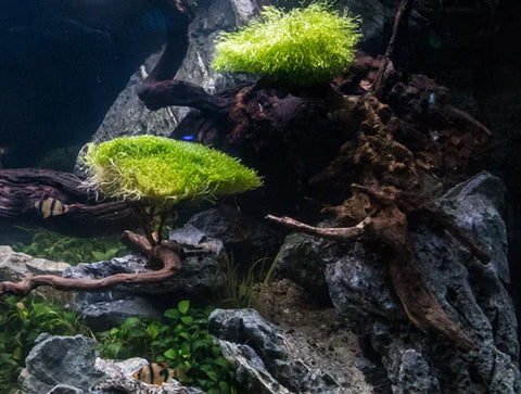 riccia tied to driftwood near rock in planted tank