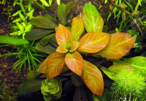 BUY 2 GET 1 FREE Ludwigia Ovalis-Easy Live Aquarium Pond Aquatic Plant