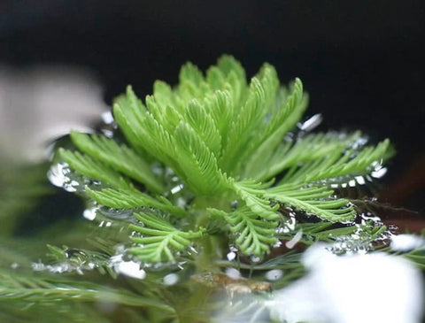 Lettuce, Poppy, Parrot Feather - 3 Plants Pack - Easy Live Aquarium Pond Aquatic Plant