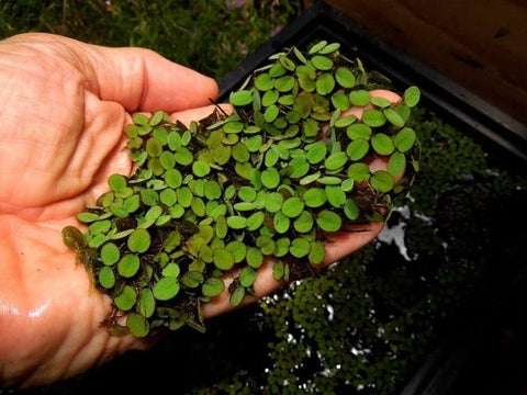 Duckweed, Azolla, Spangles - 3 Plants Pack - Easy Live Aquarium Pond Aquatic Plant