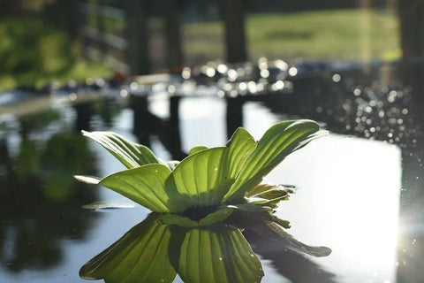 Lettuce, Poppy, Parrot Feather - 3 Plants Pack - Easy Live Aquarium Pond Aquatic Plant