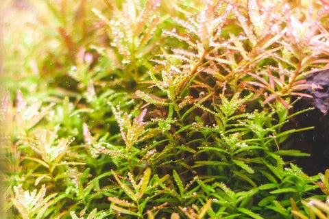 BUY 2 GET 1 FREE Rotala Indica-Easy Live Aquarium Pond Aquatic Plant