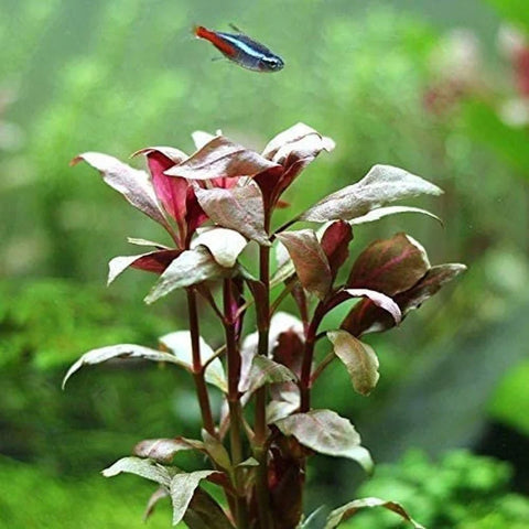 BUY 2 GET 1 FREE Scarlet Temple (Alternanthera Reineckii)-Easy Live Aquarium Pond Aquatic Plant