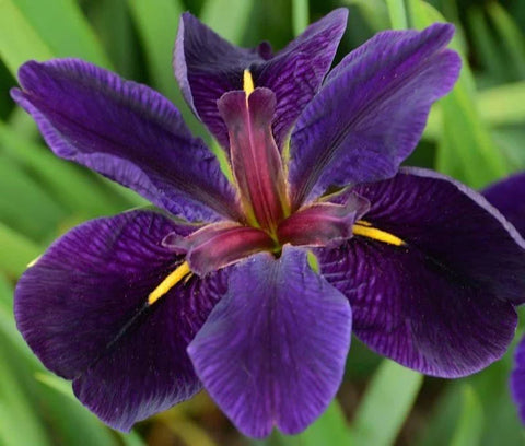 BUY 2 GET 1 FREE Iris Black Gamecock, Iris Ann Chowning, Iris Acadian Miss ( Pond Plant Pack 6 ) - Easy Live Aquarium Pond Aquatic Plant