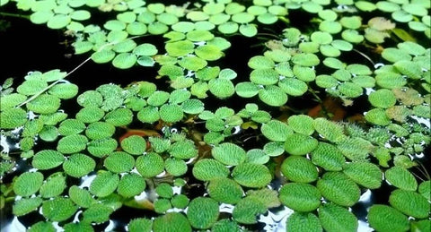 Duckweed, Azolla, Spangles - 3 Plants Pack - Easy Live Aquarium Pond Aquatic Plant