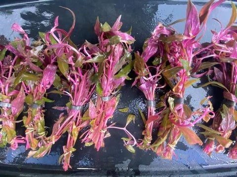 BUY 2 GET 1 FREE Scarlet Temple (Alternanthera Reineckii)-Easy Live Aquarium Pond Aquatic Plant
