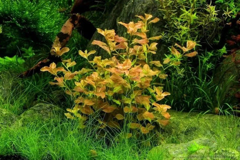 BUY 2 GET 1 FREE Ludwigia Ovalis-Easy Live Aquarium Pond Aquatic Plant