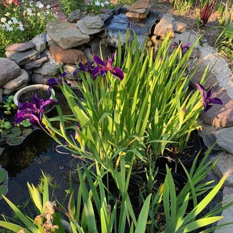 BUY 2 GET 1 FREE Iris Black Gamecock, Iris Ann Chowning, Iris Acadian Miss ( Pond Plant Pack 6 ) - Easy Live Aquarium Pond Aquatic Plant