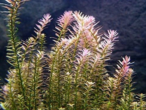 BUY 2 GET 1 FREE Rotala Indica-Easy Live Aquarium Pond Aquatic Plant