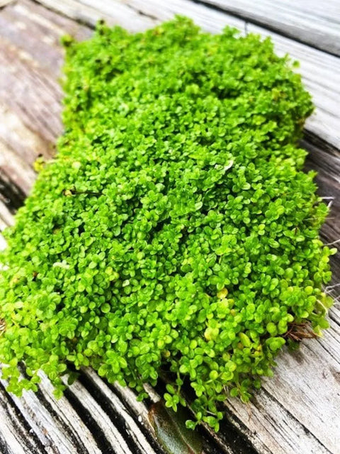 BUY 2 GET 1 FREE Plants on Mats! Dwarf Baby Tears (Hemianthus Callitrichoides) on Weighted Mat-Easy Live Aquarium Pond Aquatic Plant