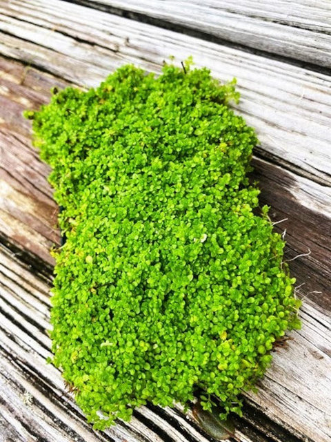 BUY 2 GET 1 FREE Plants on Mats! Dwarf Baby Tears (Hemianthus Callitrichoides) on Weighted Mat-Easy Live Aquarium Pond Aquatic Plant