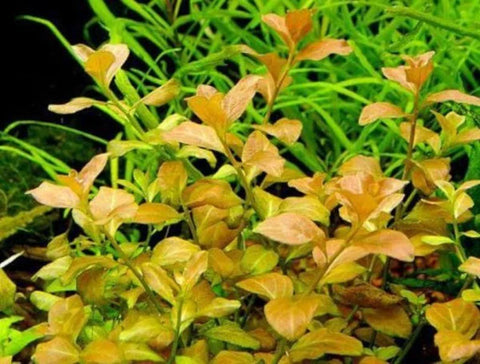 BUY 2 GET 1 FREE Ludwigia Ovalis-Easy Live Aquarium Pond Aquatic Plant