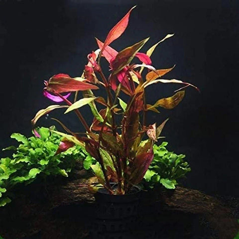 BUY 2 GET 1 FREE Scarlet Temple (Alternanthera Reineckii)-Easy Live Aquarium Pond Aquatic Plant