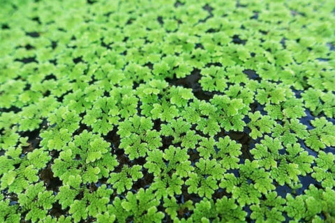 Duckweed, Azolla, Spangles - 3 Plants Pack - Easy Live Aquarium Pond Aquatic Plant