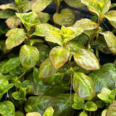 BUY 2 GET 1 FREE Ludwigia Ovalis-Easy Live Aquarium Pond Aquatic Plant