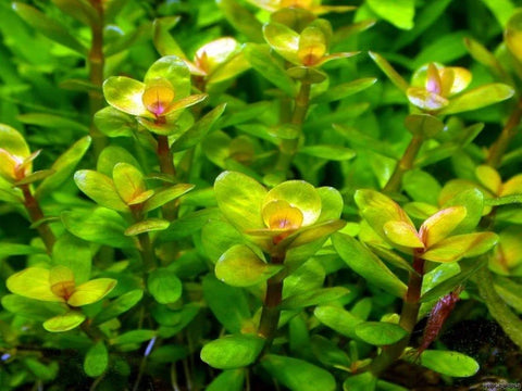 BUY 2 GET 1 FREE Rotala Indica-Easy Live Aquarium Pond Aquatic Plant