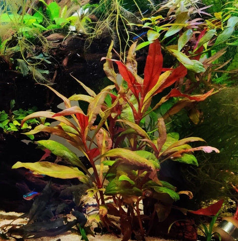 BUY 2 GET 1 FREE Scarlet Temple (Alternanthera Reineckii)-Easy Live Aquarium Pond Aquatic Plant