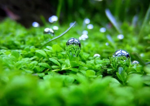 BUY 2 GET 1 FREE Plants on Mats! Dwarf Baby Tears (Hemianthus Callitrichoides) on Weighted Mat-Easy Live Aquarium Pond Aquatic Plant