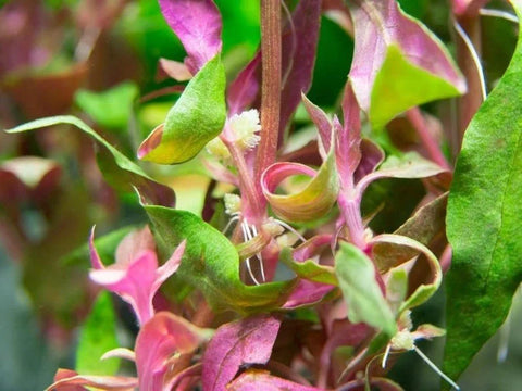 BUY 2 GET 1 FREE Scarlet Temple (Alternanthera Reineckii)-Easy Live Aquarium Pond Aquatic Plant